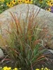 Panicum Cheyenne Sky