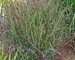 Panicum Cheyenne Sky