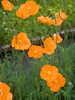 Papaver Double-Tangerine-Gem