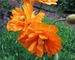 Papaver Double-Tangerine-Gem