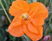 Papaver Double-Tangerine-Gem