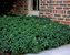 Pachysandra Green Carpet