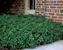 Pachysandra Green Carpet