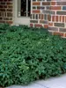 Pachysandra Green Carpet