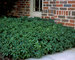 Pachysandra Green Carpet