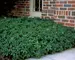 Pachysandra Green Carpet