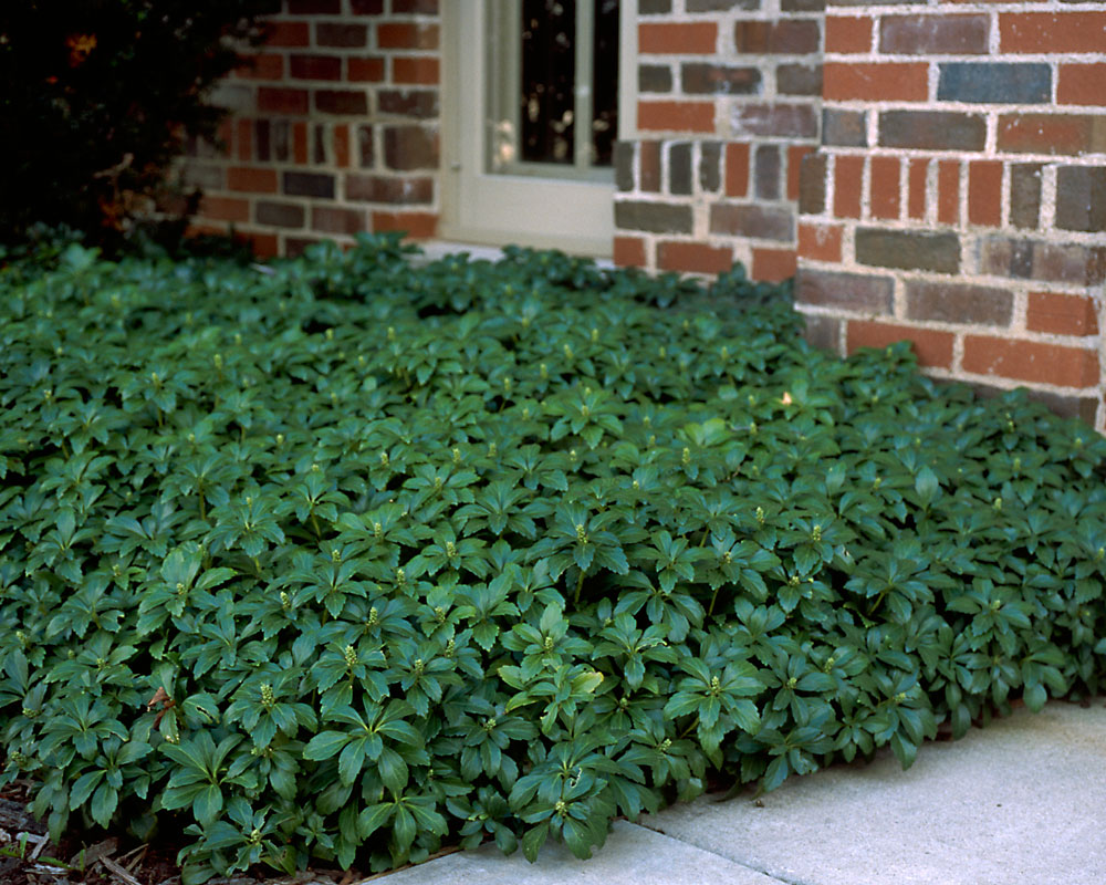 Pachysandra Green Carpet | Bluestone Perennials
