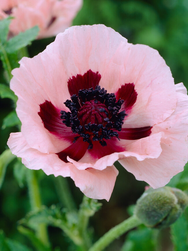 Papaver Little Dancing Girl