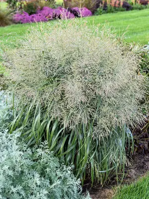 Link to Panicum Niagara Falls