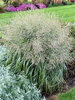 Panicum Niagra Falls