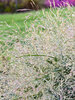 Panicum Niagra Falls