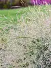 Panicum Niagra Falls