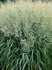 Panicum Niagra Falls