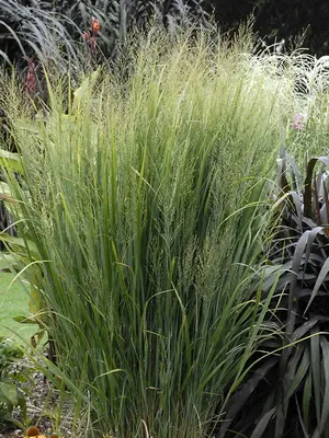 Link to Panicum Northwind
