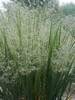 Panicum Northwind