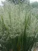 Panicum Northwind