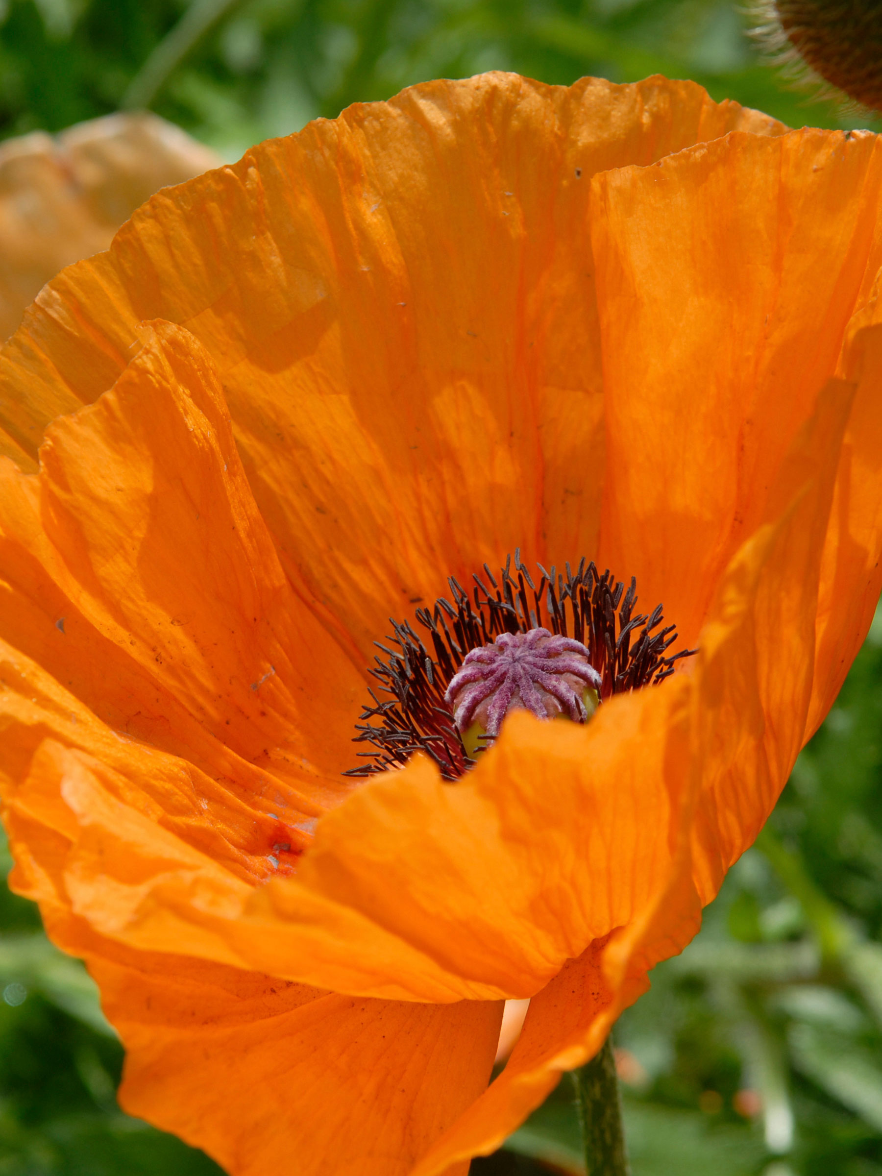 Papaver Orange Glow | Bluestone Perennials