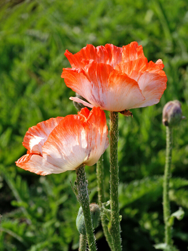 Papaver Picotee