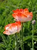 Papaver Picotee