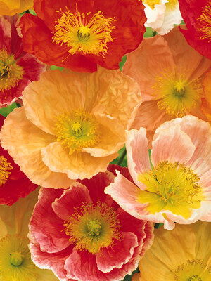 PAPM_0_papaver_pulcinella_mix_