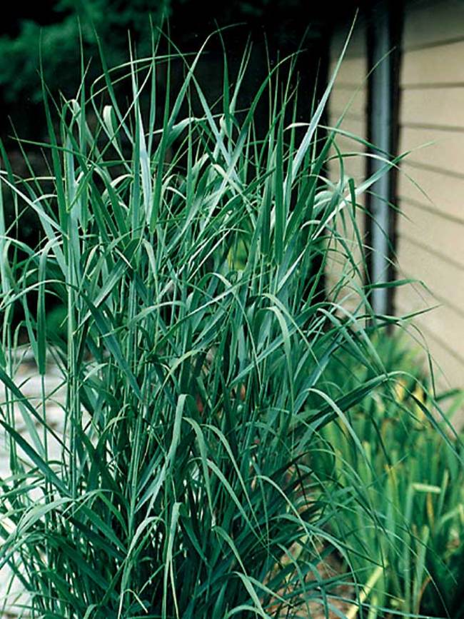 Panicum Prarie Sky