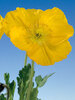 Papaver Pulcinella Yellow