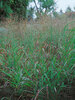 Panicum Rotstrahlbusch