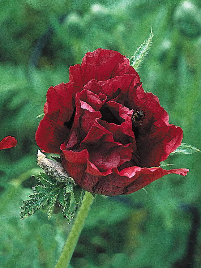 Papaver Royal Chocolate Distinction