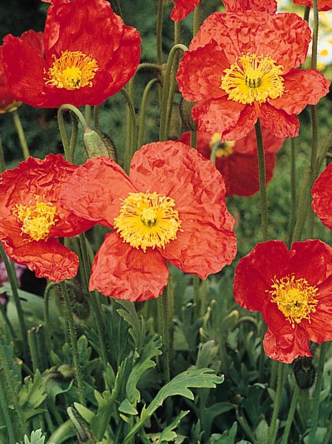 Papaver Pulcinella Red