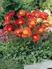 Papaver Pulcinella Red