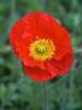 Papaver Pulcinella Red