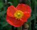 Papaver Pulcinella Red