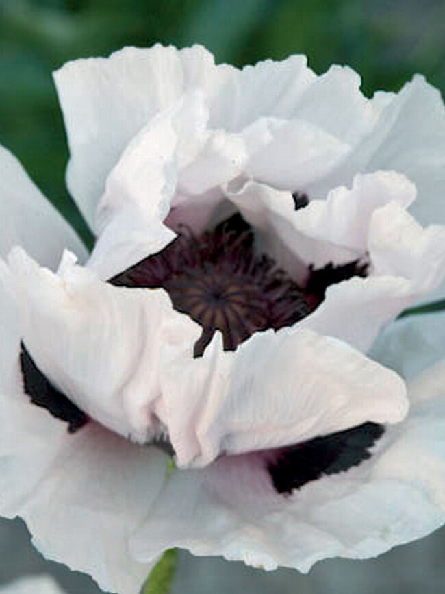 Papaver Snow Goose