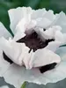 Papaver Snow Goose