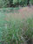 Panicum Squaw