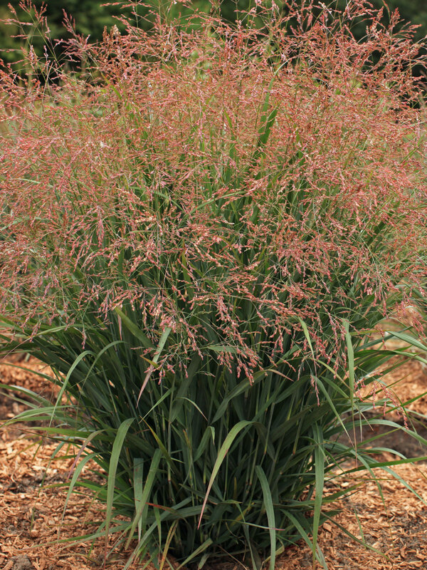 Panicum Smoky Rose