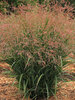 Panicum Smoky Rose