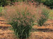 Panicum Smoky Rose