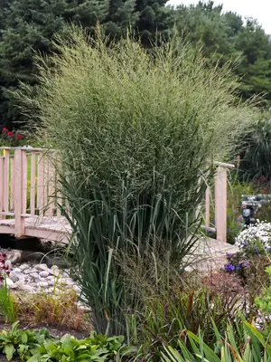 Link to Panicum Totem Pole
