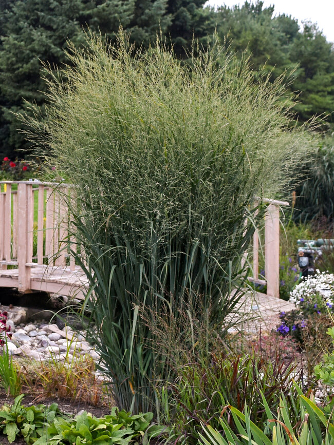 Panicum Totem Pole