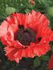 Papaver Turkenlouis