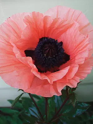 Link to Papaver Princess Victoria Louise