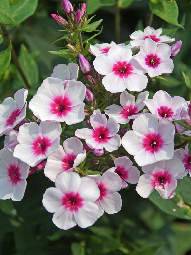 Phlox Opalescence  Bluestone Perennials