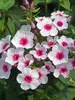 Phlox Early Blush Pop