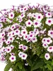 Phlox Early Blush Pop