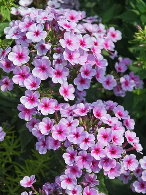 Link to Phlox Early Lavender Pop