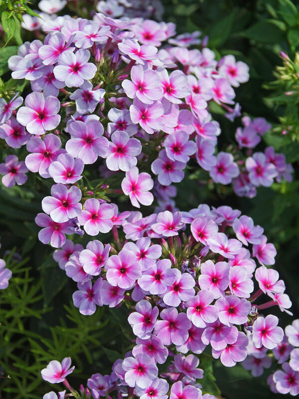 Phlox Early Lavender Pop