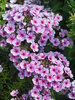 Phlox Early Lavender Pop