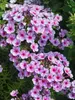Phlox Early Lavender Pop