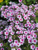 Phlox Early Lavender Pop